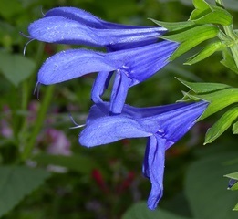 Kobalt Blue Salvia, Anise Sage, Salvia guaranitica 'Kobalt'